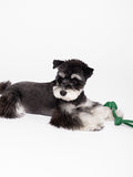 [In stock] Hou Minghao x PLUG-IN PET Pet Toy for Dogs + Post Card Benefit
